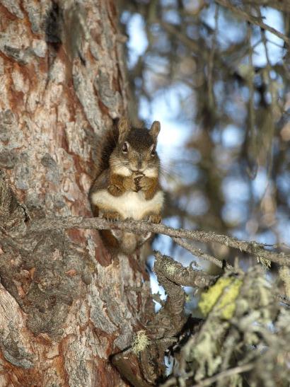 http://backup-mw-xp.de/images/Canada2009/squirrel.jpg