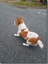 animals3