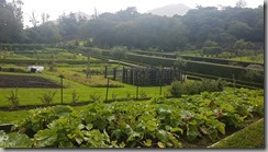 Garden3