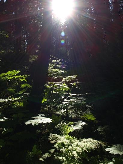 http://backup-mw-xp.de/images/Canada2009/giantcedar.jpg