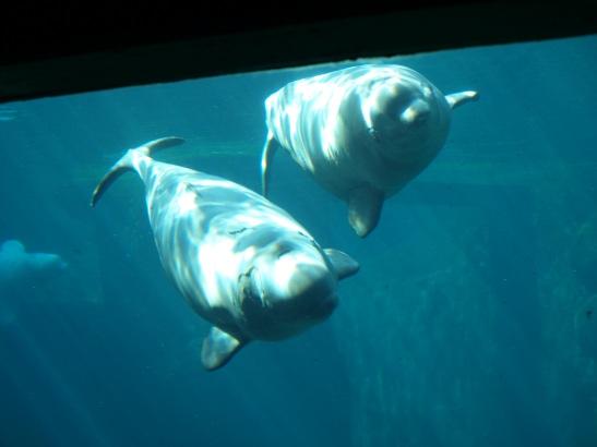 http://backup-mw-xp.de/images/Canada2009/beluga.jpg