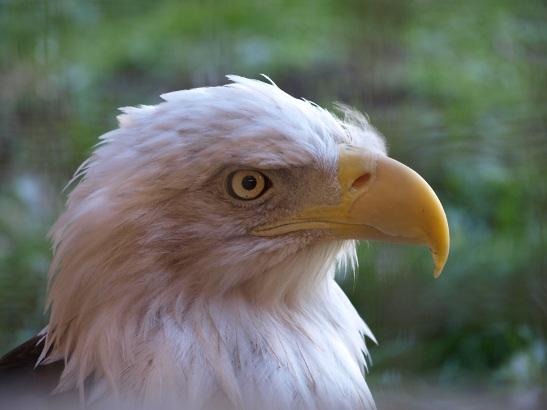 http://backup-mw-xp.de/images/Canada2009/eagle.jpg